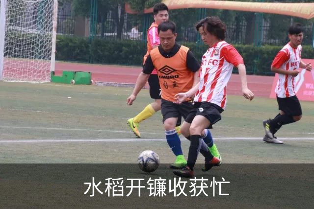水稻开镰收获忙